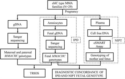 Noninvasive Prenatal Testing of Methylmalonic Acidemia cblC Type Using the cSMART Assay for MMACHC Gene Mutations